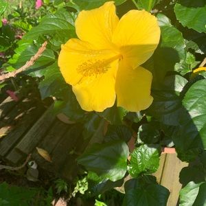 Meet your Posher, Daylin